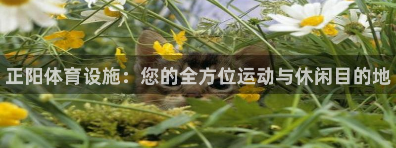 意昂体育3招商电话号码查询：正阳体育设施：您的全方位